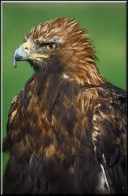 Quel est cet oiseau ?