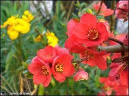 Quelles sont ces fleurs ?