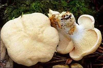 Quel est cet excellent champignon ayant la particularit d'avoir des aiguillons sous son chapeau ?