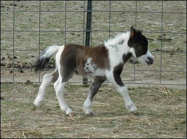 Quel cheval est surnommé 'miniature' du fait de sa petite taille ?