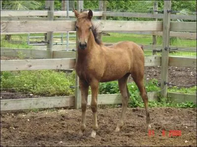 Laquelle de ces races n'est pas un poney ?