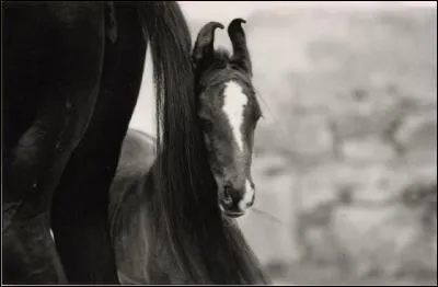 Quel cheval originaire d'Inde est connu pour la forme trs particulire de ses oreilles ?