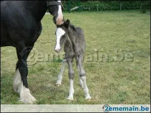 De quelle race est le cheval le plus grand du monde ?