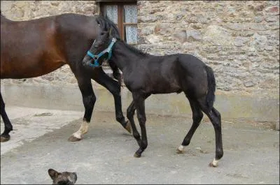 Quel cheval excelle en course, attel  un sulky ?