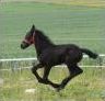 Quiz Animaux