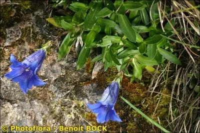 Je suis une Gentiane acaule  grande fleur bleue et je ne pousse qu'au sud du Massif Central. Que suis-je ?