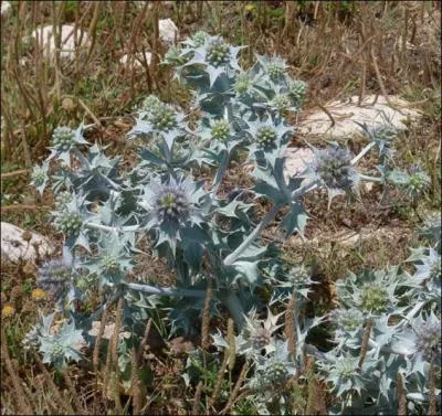 On m'appelle Chardon des dunes ou Panicaut maritime car je pousse prs des plages. Mais je ne suis pas un vrai Chardon. Que suis-je ?