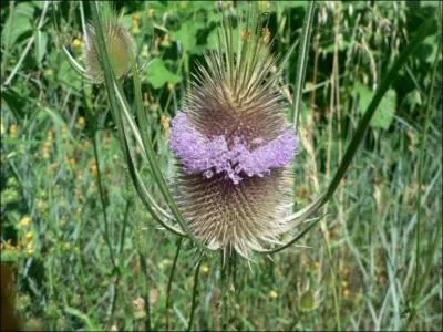 A quelle famille j'appartiens ?