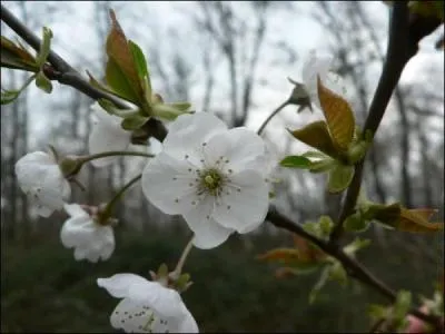 Je suis un arbre. Mes fruits sont rouges et comestibles. Que suis-je ?