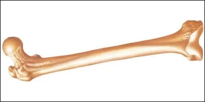 Comment s'appelle l'os de la cuisse, os le plus long du squelette humain ?