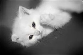 Quel est cet animal ?