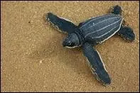 Quel est cet animal ?