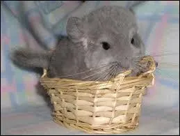 Quel est cet animal ?