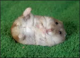 Quel est cet animal ?