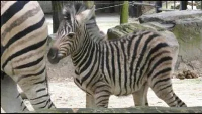 Animaux : Comment s'appelle le petit du zbre ?