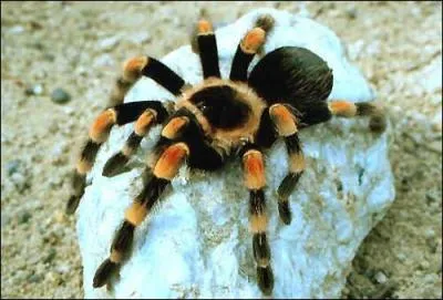 Les gens que l'on dit civiliss me craignent, certains montent mme sur une table  ma vue, je proteste, je n'ai jamais tu personne !