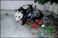 Maman emmne ses petits en ballade, c'est un marsupial ...