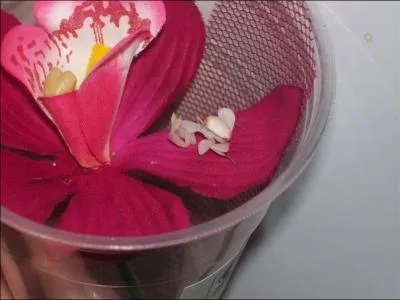 Je suis un prdateur, d'un camouflage extraordinaire, vous aurez du mal  me distinguer de la fleur ...