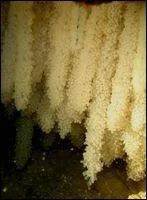 Ces chapelets n'ont rien de religieux, il s'agit ...