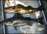 Ce poisson, trs proche cousin du sandre europen, est appel au Canada ...