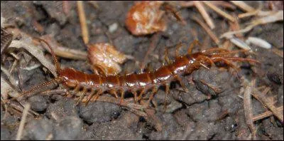 Je suis un animal qui n'a l'air de rien, mais ma morsure est trs dangereuse, voir fatale ...