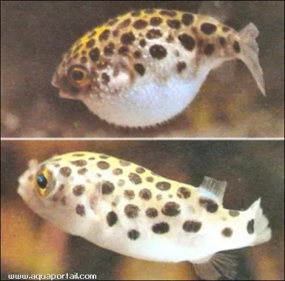 Ce poisson marin capable de se gonfler comme un ballon, vit galement en eau douce ...