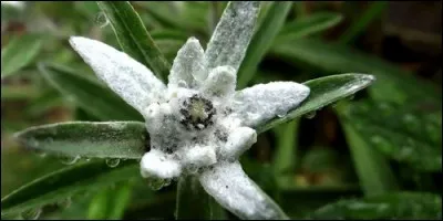 Quelle fleur est appelée "l'immortelle des neiges" ou encore "l'étoile des glaciers" ?