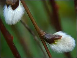 Fruit du saule, o vais-je m'installer ?