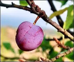 Qui va me cacher sur votre pare-brise ?