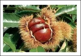 O vais je me camoufler pour qu'on ne me voie pas ?