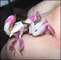 Cette curieuse chose vous rappelle ...