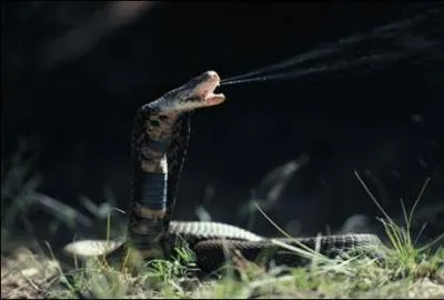 Ce sympathique reptile est un ...