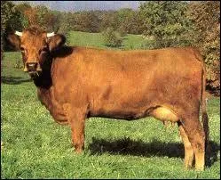 Comment s'appelle cette race de vache ?
