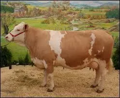 Comment s'appelle cette race de vache ?