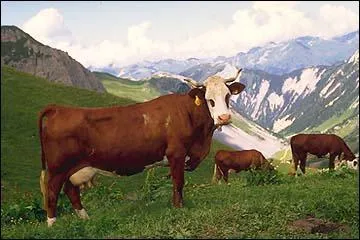 Comment s'appelle cette race de vache ?