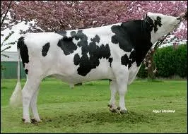 Comment s'appelle cette race de vache ?