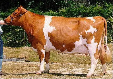 Comment s'appelle cette race de vache ?