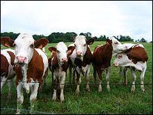 Comment s'appelle cette race de vache ?