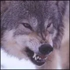 En quoi puis-je me transfomer ?