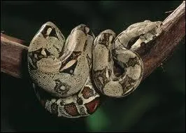 O vais je me cacher ?