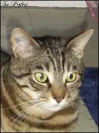 O vais-je me camoufler ?