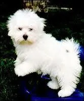 Si je suis qualifi de tige, dans quoi puis-je rentrer pour faire le nettoyage ?