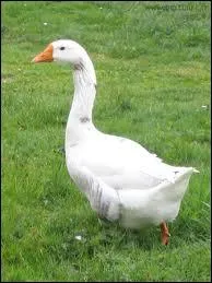 Je suis le mle de la bestiole prcdente, en quoi puis je me transformer ?