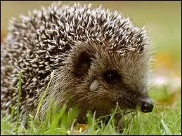 Que puis-je devenir ?