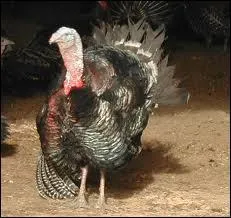 O vais-je me cacher ?