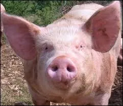 De quoi puis-je me servir pour me dguiser ?