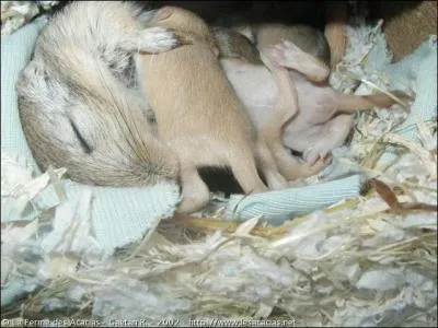 Cette maman et ses bbs sont ...