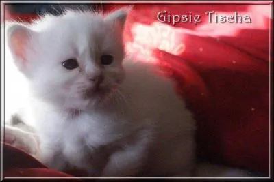 Cet adorable chaton est ...