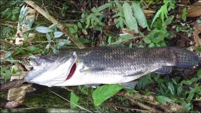 Ce poisson est le plus recherch dans les rivires guyanaises, il s'agit ...
