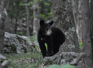 Quiz Animaux